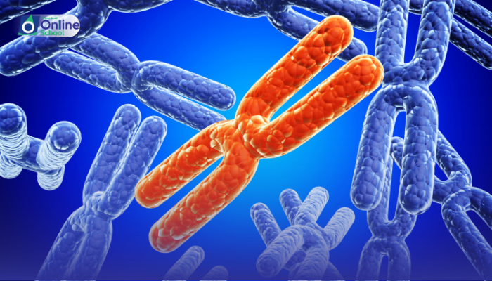 Lesson 31: Identification of Male and Female Individuals in Drosophila and Man Karyotypes